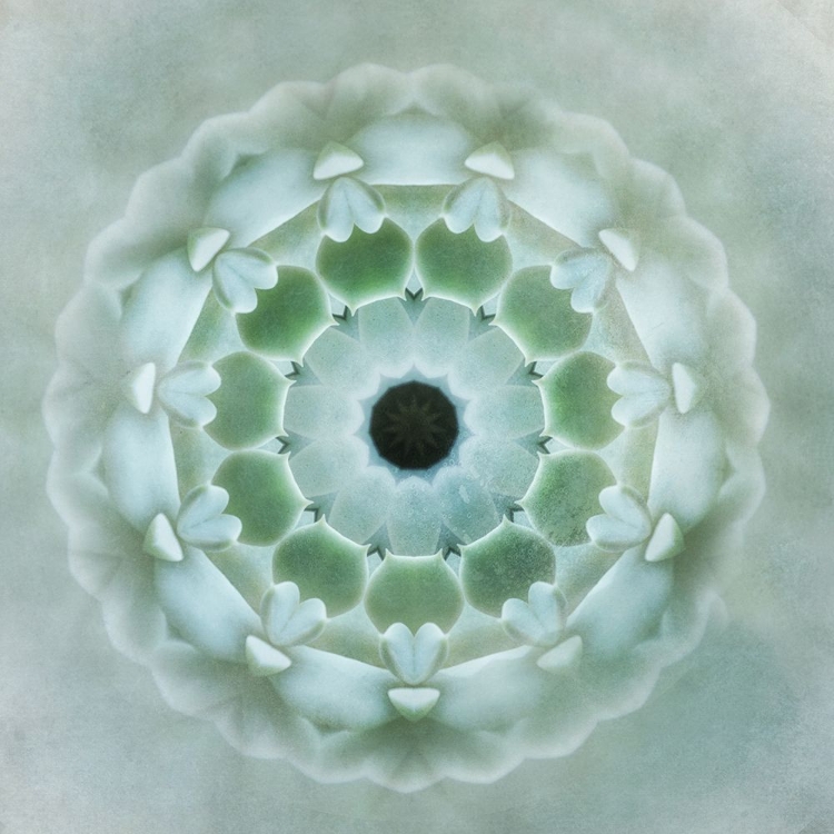 Picture of KALEIDOSCOPE SUCCULENT II