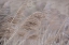 Picture of PAMPAS FIELD I