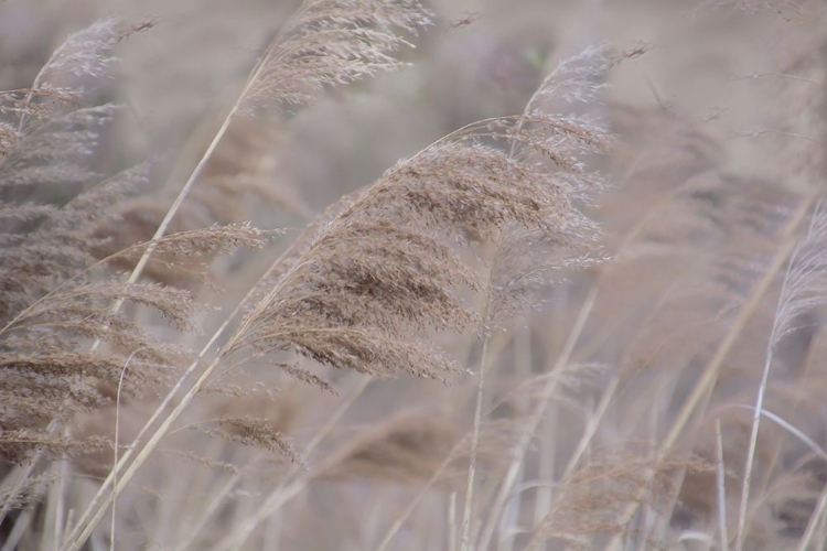 Picture of PAMPAS FIELD I