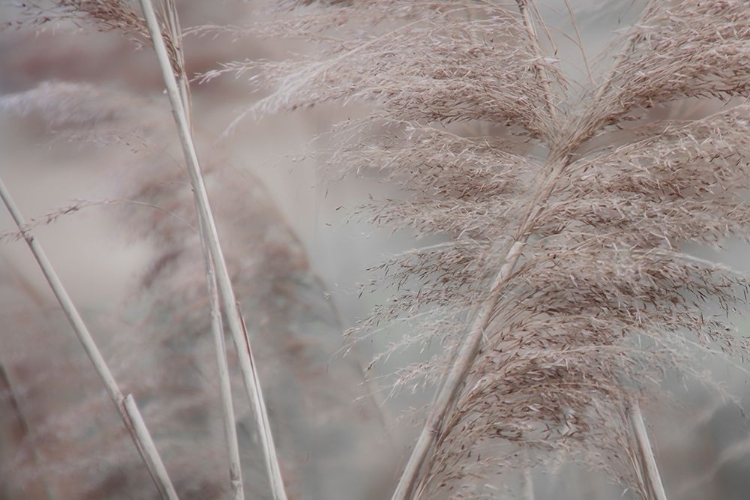 Picture of PAMPAS FIELD II