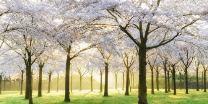 Picture of BRIDAL TREES
