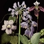 Picture of DUSTY PLUM BOTANICAL I