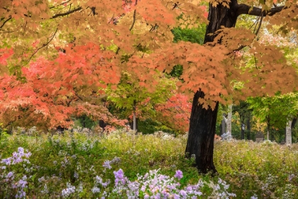 Picture of AUTUMN SPLENDOR