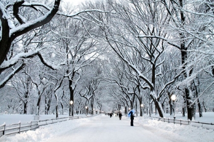 Picture of WHITE WONDER