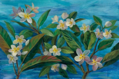 Picture of OCEANSIDE PLUMERIA