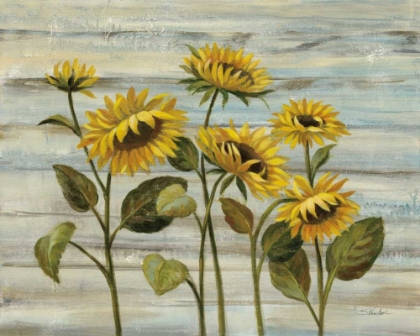 Picture of COTTAGE SUNFLOWERS
