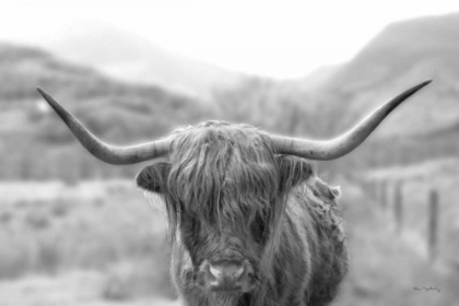Picture of SCOTTISH HIGHLAND CATTLE III NEUTRAL CROP