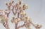 Picture of DESERT FLORAL I