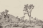 Picture of JOSHUA TREE II NEUTRAL