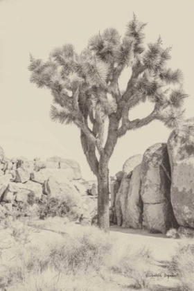 Picture of JOSHUA TREE IV NEUTRAL