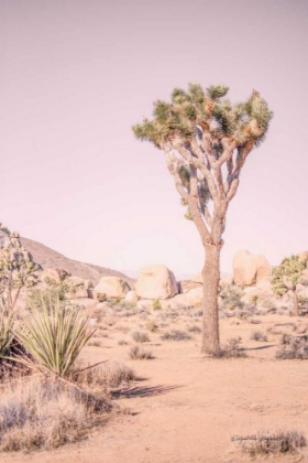 Picture of JOSHUA TREE III BLUSH