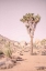 Picture of JOSHUA TREE III BLUSH
