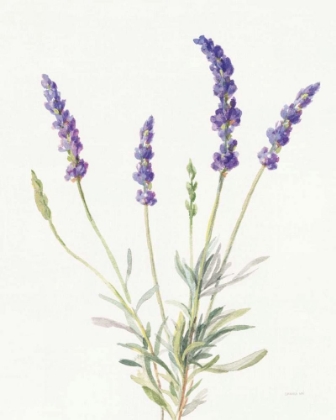 Picture of FLOURSACK LAVENDER IV ON LINEN