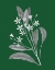 Picture of GREEN BOTANICAL V