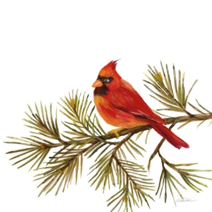 Picture of CARDINAL CHRISTMAS V ON WHITE