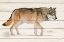Picture of NORTHERN WILD II ON WOOD