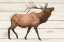Picture of NORTHERN WILD III ON WOOD