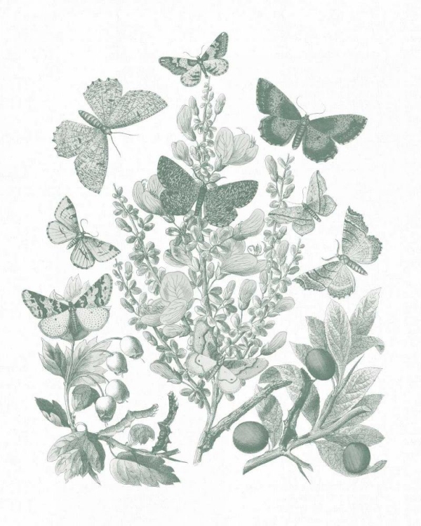 Picture of BUTTERFLY BOUQUET II SAGE