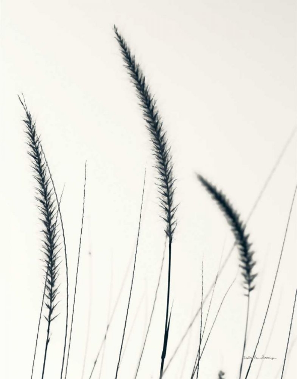 Picture of FIELD GRASSES IV BW CROP