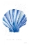 Picture of SCALLOP SHELL