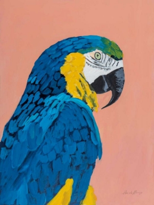 Picture of BLUE AND GOLD MACAW