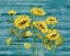 Picture of COTTAGE SUNFLOWERS TEAL
