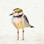 Picture of COASTAL PLOVER II LINEN