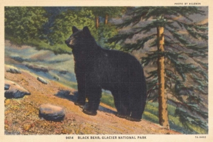 Picture of BLACK BEAR I CROP