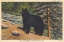 Picture of BLACK BEAR I CROP
