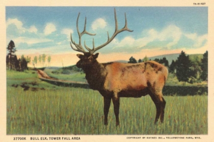 Picture of ELK I CROP