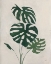Picture of PALM BOTANICAL I
