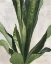Picture of TROPICAL STUDY III