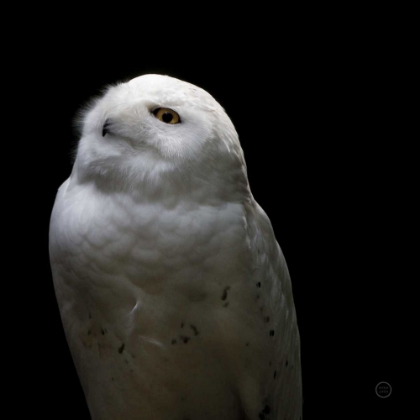 Picture of SNOWY OWL LOOKS TO THE SUN