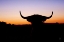 Picture of BULL SET