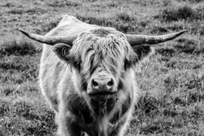 Picture of HIGHLAND COW STARING CONTEST