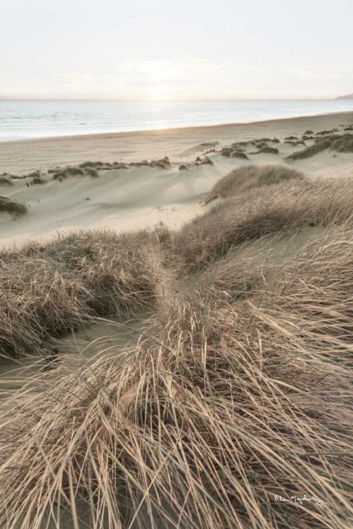 Picture of BEACH GRASSES