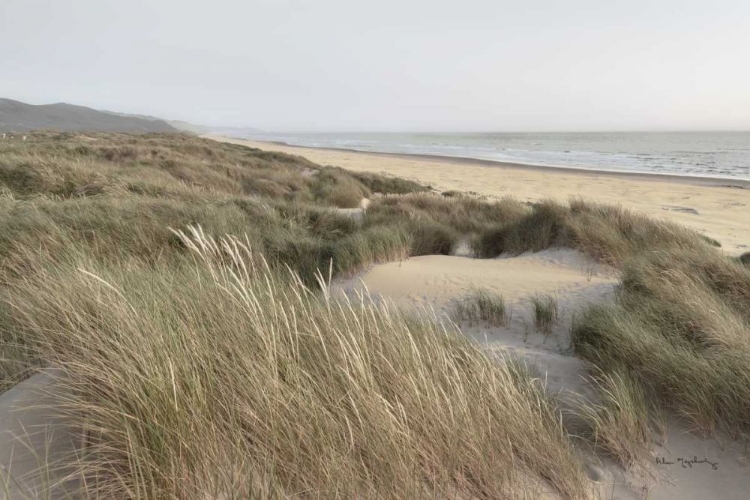 Picture of OREGON DUNES