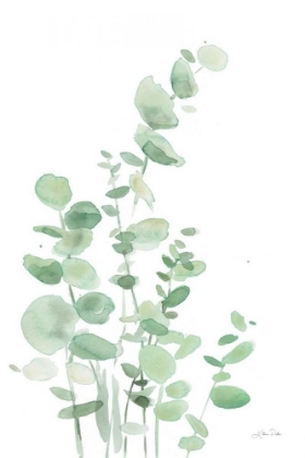 Picture of EUCALYPTUS I