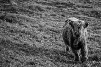 Picture of HIGHLAND COW CALF IN THE WIND