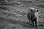 Picture of HIGHLAND COW CALF IN THE WIND