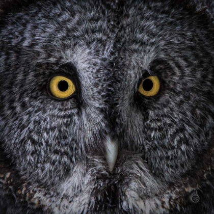 Picture of GREAT GREY OWL