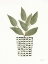 Picture of HERB GARDEN III