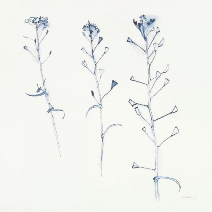Picture of SHEPHERDS PURSE STEMS I BLUE