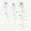 Picture of SHEPHERDS PURSE STEMS I BLUE