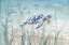 Picture of UNDERSEA TURTLE
