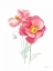Picture of COLOR OF SPRING III