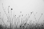 Picture of AUTUMN GRASSES