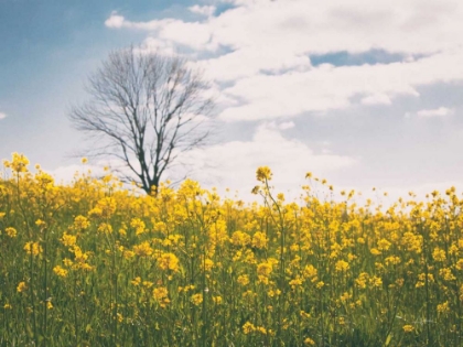 Picture of SPRING MEADOW