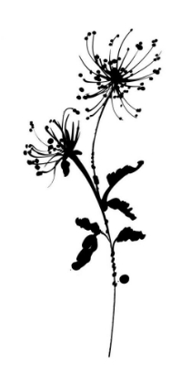 Picture of SILHOUETTE FLORAL IV