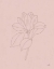 Picture of MAGNOLIA LINE DRAWING PINK